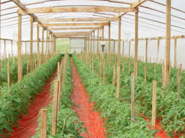 Рассада томатов из семян. Как вырастить photo_2