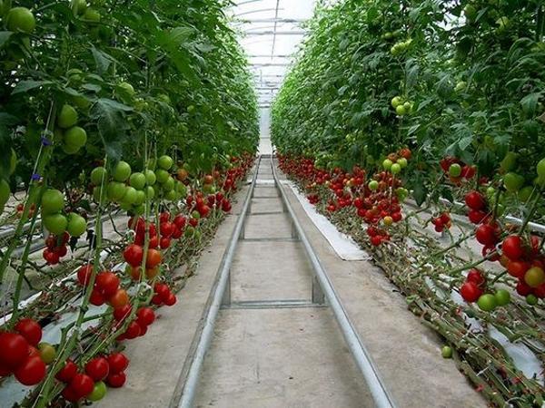 Как вырастить помидоры в теплице photo_4