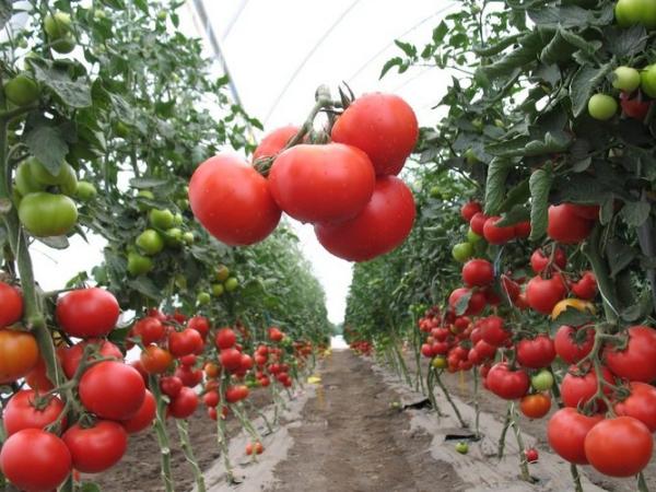 Выращивание томатов в теплице photo_5
