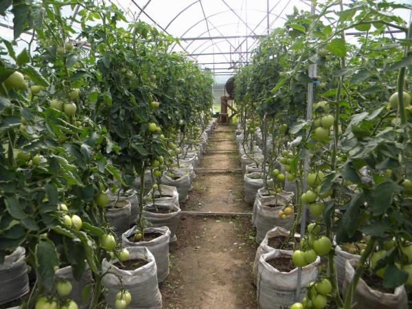 Тонкости агротехники выращивания помидор photo_6
