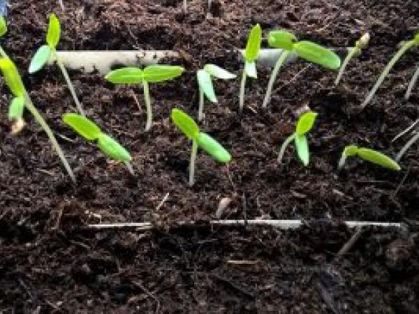 Рассада баклажанов: как вырастить рассаду баклажанов из семян в домашних условиях photo_3