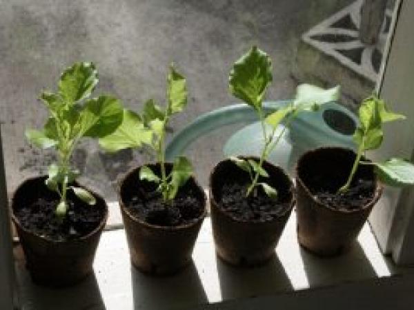 Рассада баклажанов: как вырастить рассаду баклажанов из семян в домашних условиях photo_6