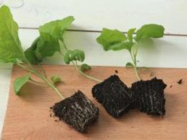 Розсада баклажанів: як виростити розсаду баклажанів із насіння в домашніх умовах photo_5
