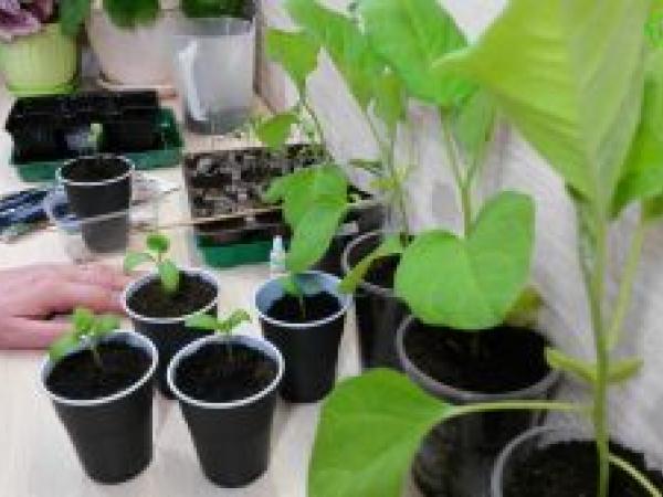 Рассада баклажанов: как вырастить рассаду баклажанов из семян в домашних условиях photo_2