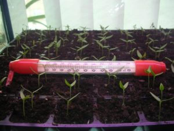 Розсада баклажанів: як виростити розсаду баклажанів із насіння в домашніх умовах photo_7
