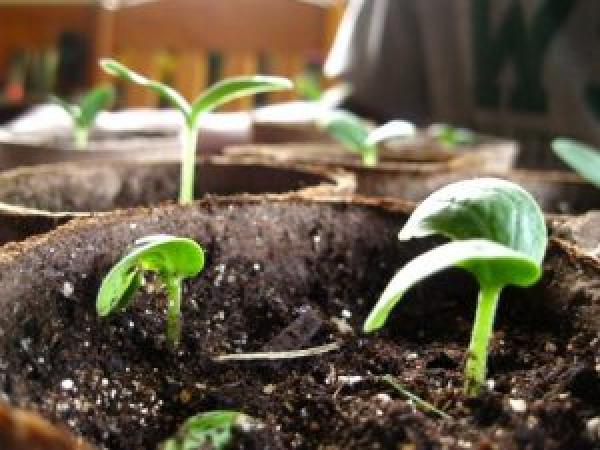 Рекомендації щодо вирощування розсади огірків у домашніх умовах photo_1