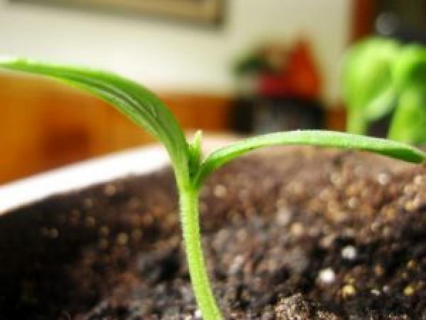 Рекомендації щодо вирощування розсади огірків у домашніх умовах photo_2