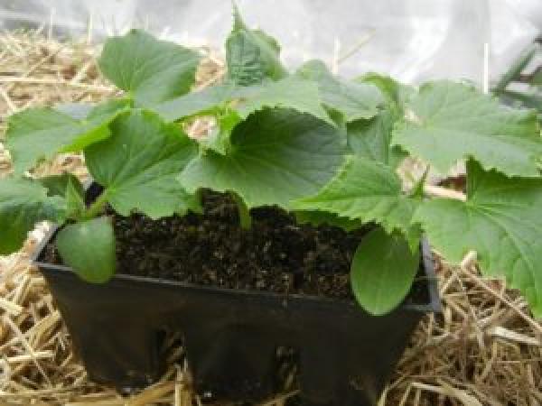 Рекомендації щодо вирощування розсади огірків у домашніх умовах photo_3