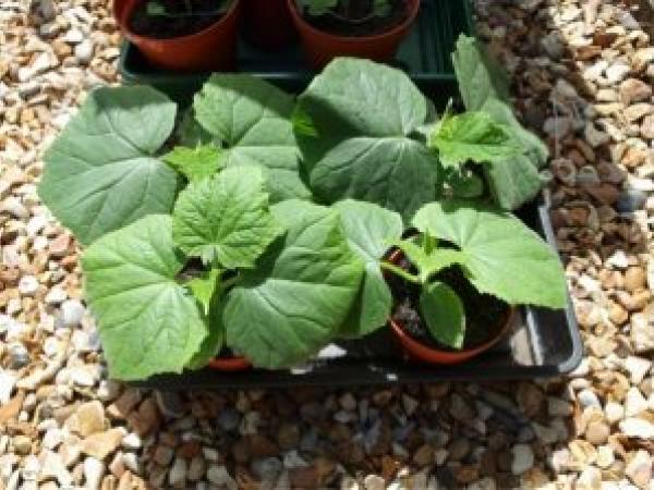Рекомендації щодо вирощування розсади огірків у домашніх умовах photo_4