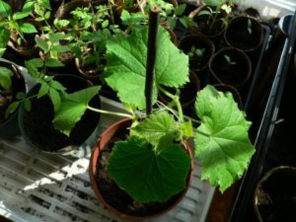 Рекомендації щодо вирощування розсади огірків у домашніх умовах photo_5