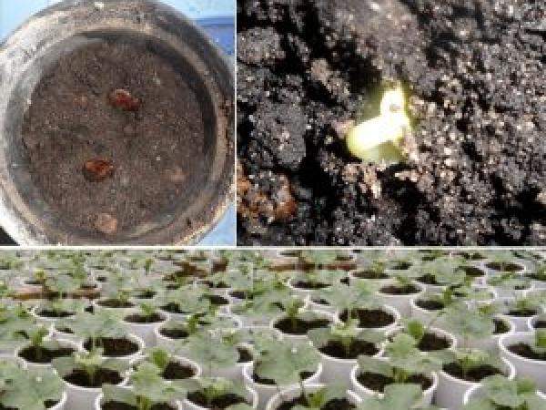 Как выращивать арбуз с помощью рассады photo_3