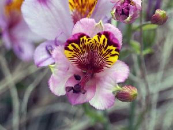 Альстромерия (Alstroemeria) -особенности посадки, уход, сортовые разновидности растения photo_9