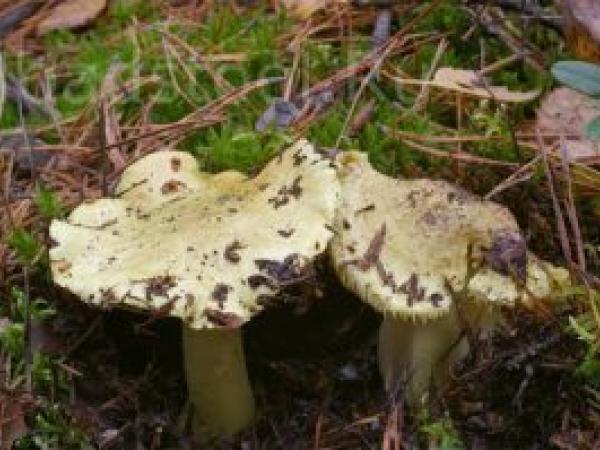 Как выглядит гриб зеленушка (Tricholoma flavovirens)? photo_1