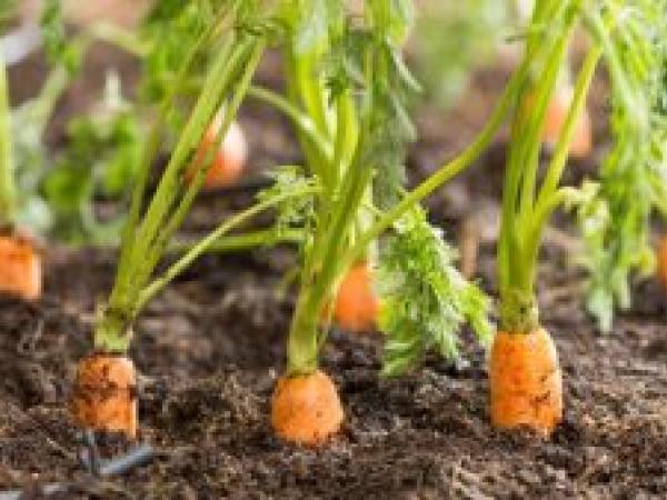 Как определить момент для весеннего посева моркови? photo_2