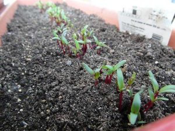 Семенное выращивание свеклы в открытой земле весной: когда приступать и как сеять photo_11