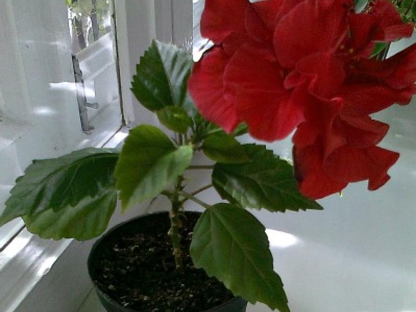 Китайская роза (Гибискус) - уход, выращивание и размножение в домашних условиях photo