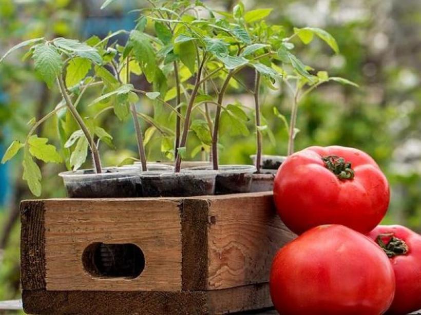Когда сажать помидоры на рассаду? photo