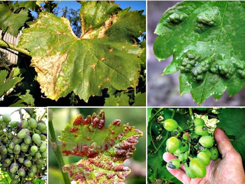 Хвороби винограду: фото та чим лікувати. Поради дослідних садівників photo