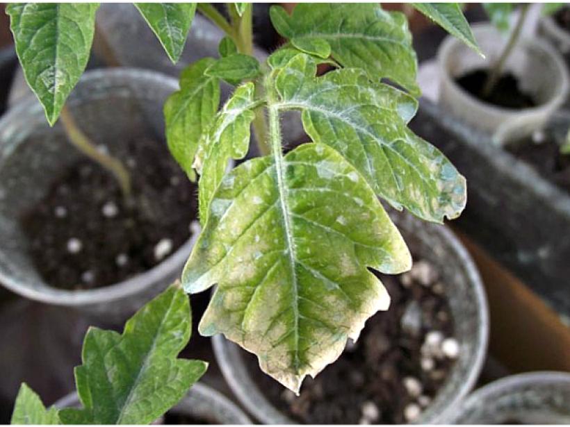 Почему сохнут листья у рассады помидор: проблемы выращивания photo