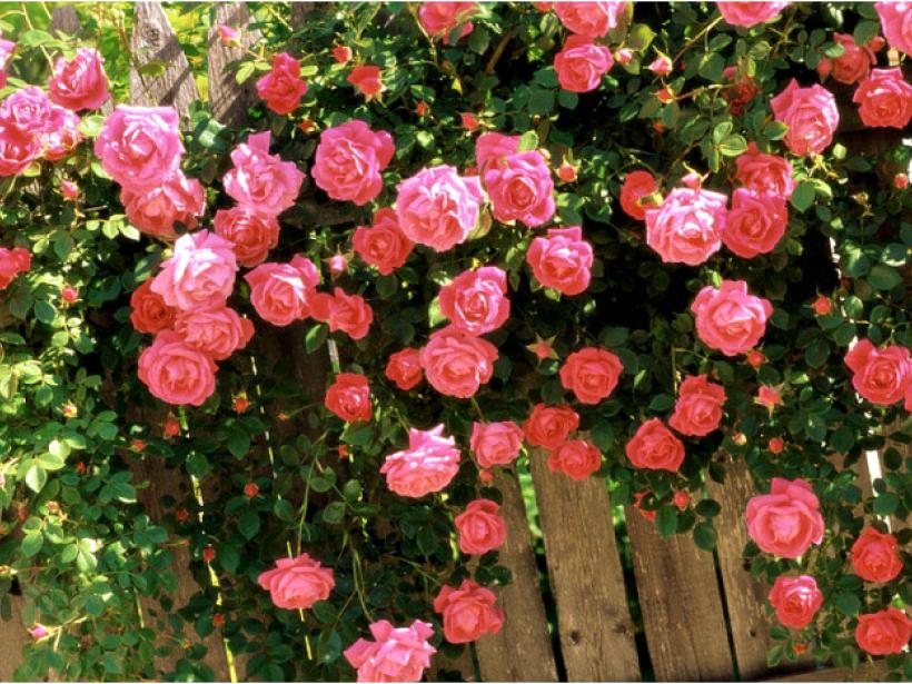 Плетиста троянда: як садити і доглядати у відкритому ґрунті, розмноження, обрізання та сорти (фото) photo