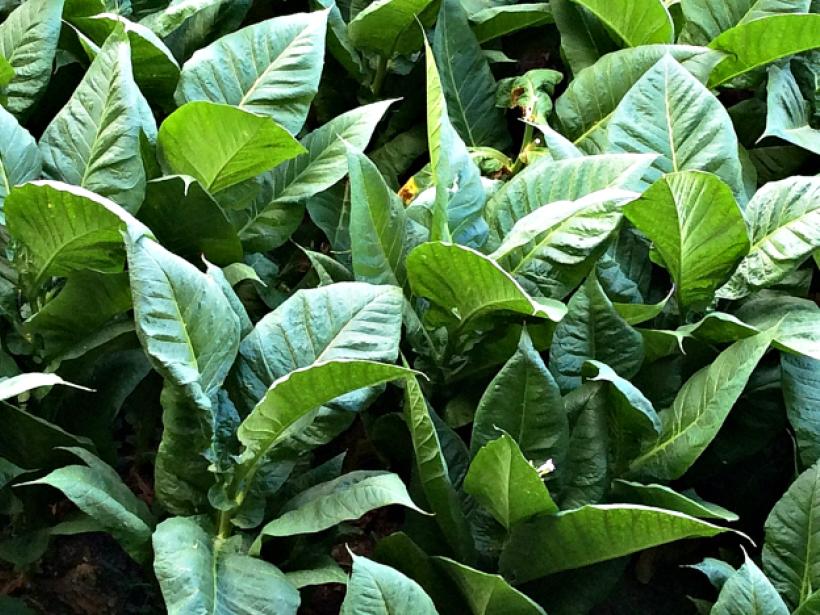Выращивание табака: секреты и особенности ухода photo