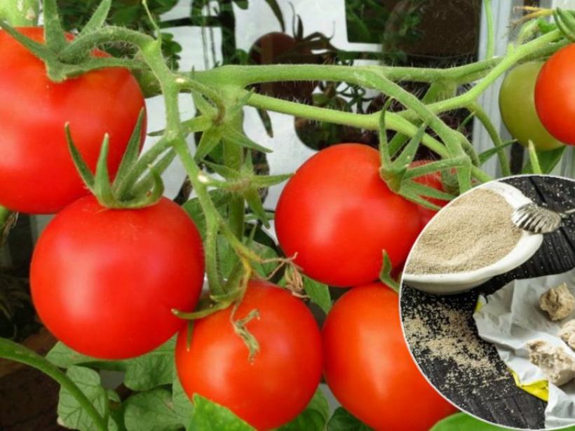 Подкормка томатов дрожжами: как, когда и зачем использовать дрожжевой раствор? photo