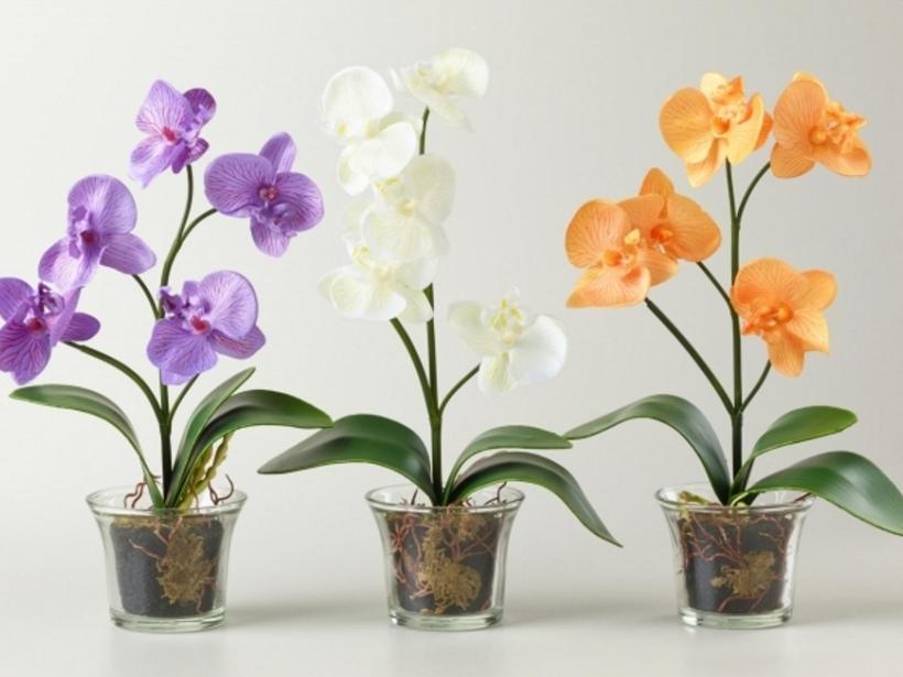 Как выбрать горшок для орхидеи: материал изготовления и размер photo