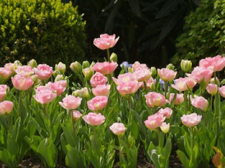 Тюльпаны (фото) 3 photo