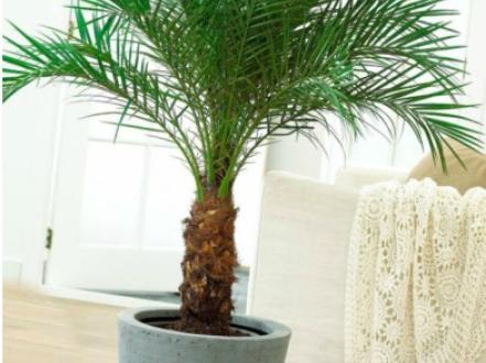 Кімнатна пальма: сортові різновиди та правила догляду photo