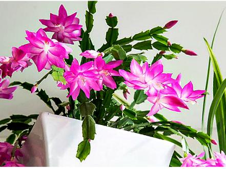 Декабрист шлюмбергера: яркие комнатные цветы photo