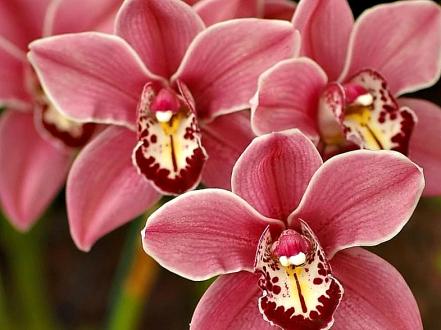 Орхидея Фаленопсис: уход в домашних условиях, пересадка и размножение photo