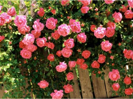 Плетистая роза: как сажать и ухаживать в открытой почве, размножение, обрезка и сорта (фото) photo