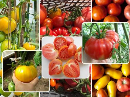 Список лучших сортов помидоров на 2022 год для открытого грунта photo
