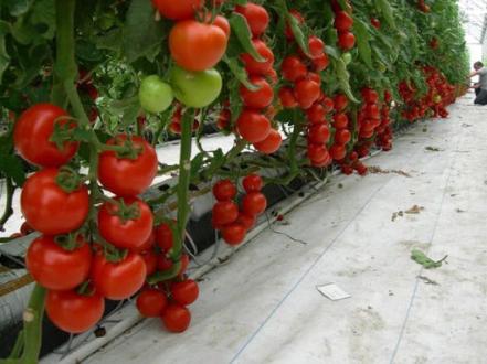 Вирощування помідорів у теплиці: особливості та рекомендації photo