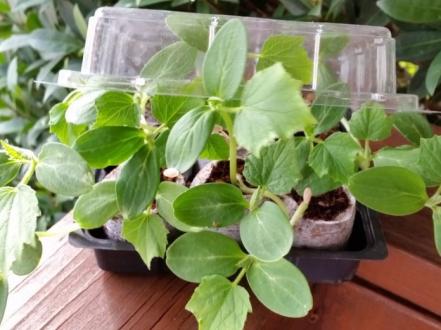 Рекомендації щодо вирощування розсади огірків у домашніх умовах photo