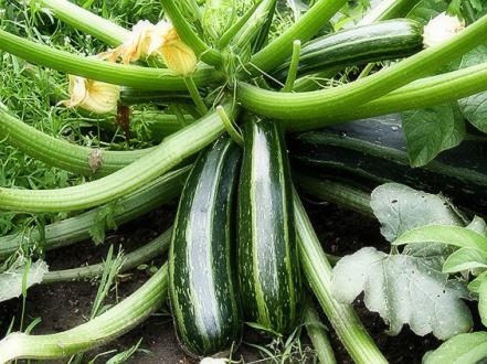 Все про кабачки: вирощування на городі, сорти, особливості photo