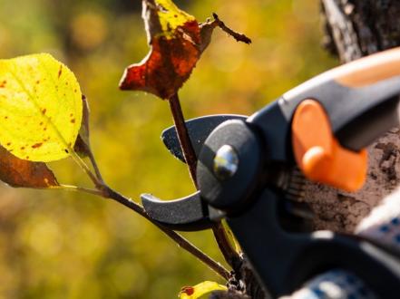 Як обрізати восени плодові дерева? photo
