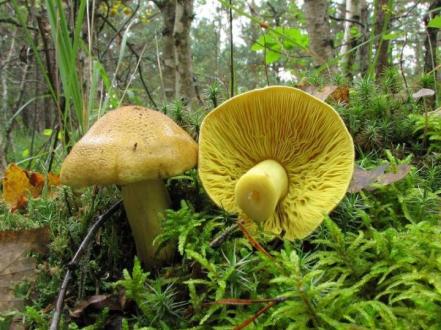 Все, що потрібно знати про гриб зеленушку (Tricholoma flavovirens) photo
