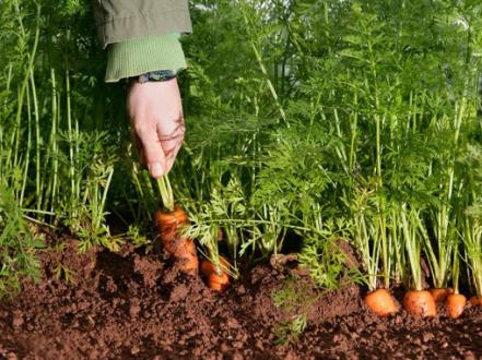 Основные принципы посадки моркови семенным способом в открытую землю в 2022 году photo