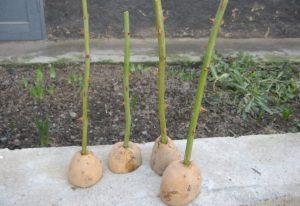 Розмноження троянд живцями в домашніх умовах: укорінення живців у бульбі картоплі